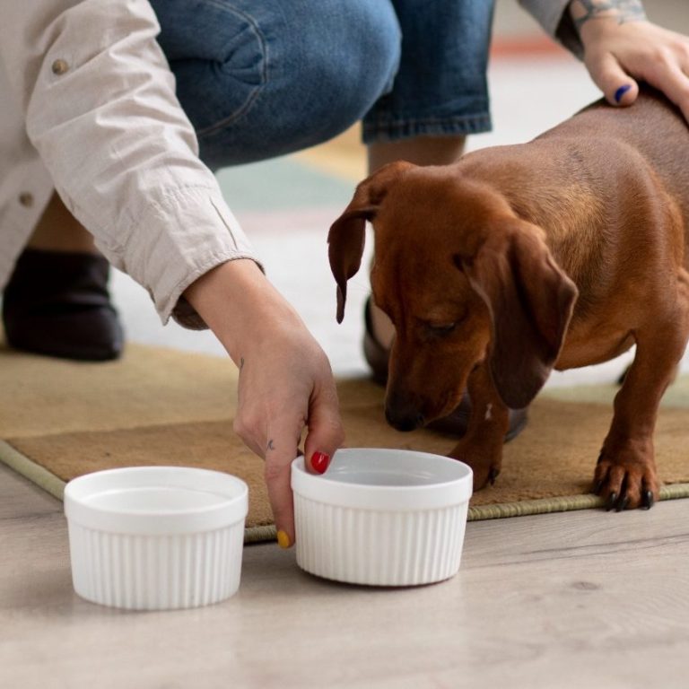 Ernährungsberatung bei Monics-Hundewelt schones-dackelessen-hautnah