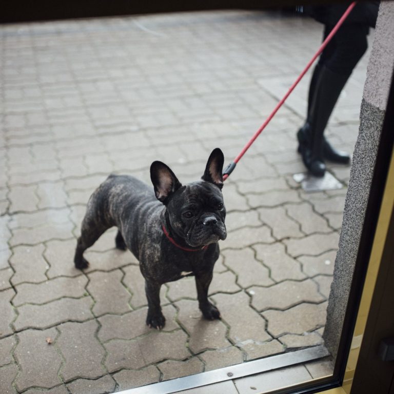 closeup-french-bulldog-red-leash-standing-cobblestone-street closeup-french-bulldog-red-leash-standing-cobblestone-street