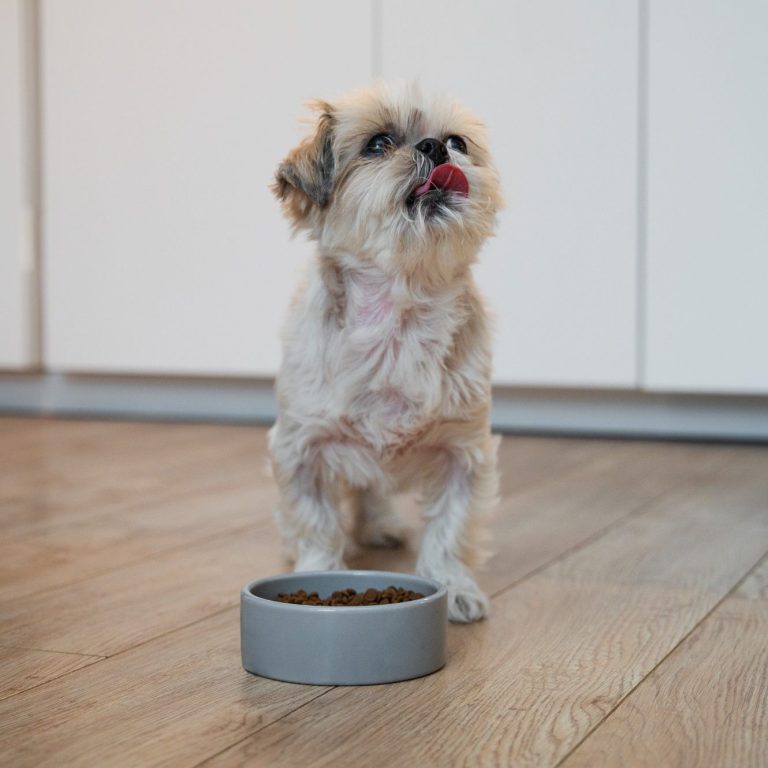 die richtige Ernährung für deinen Hund bei Monics-Hundewelt nahaufnahme-des-entzuckenden-tierfressens